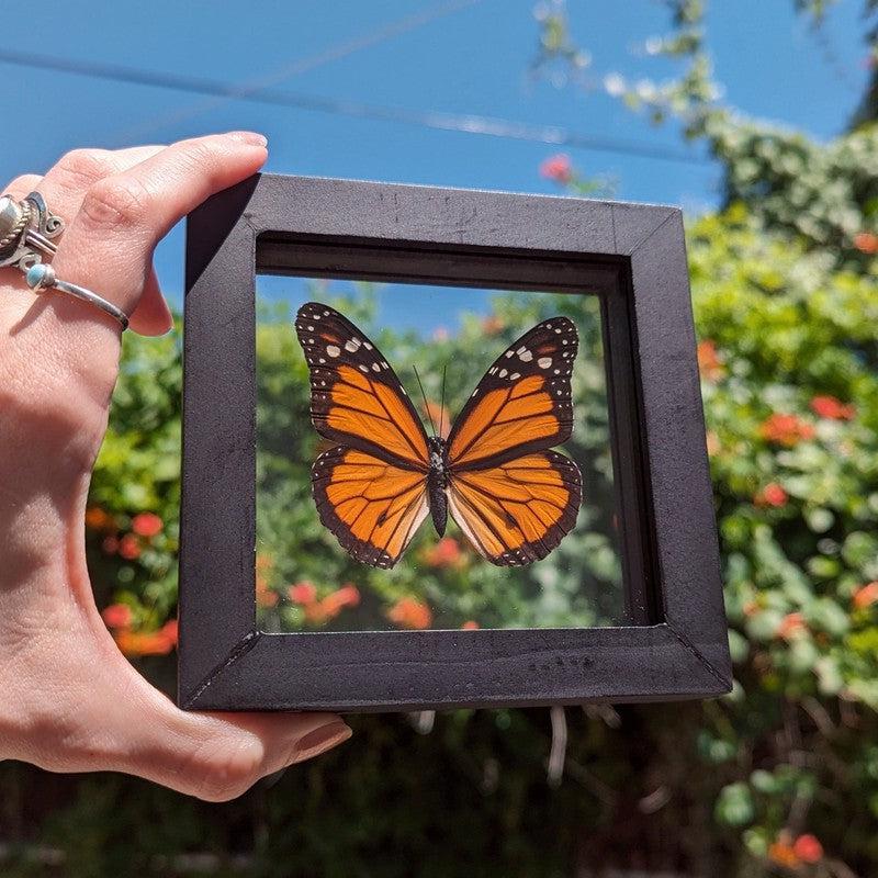 SHOW PRODUCT: Framed Danaus Plexippus "Monarch" Butterfly Specimen-Nature's Treasures