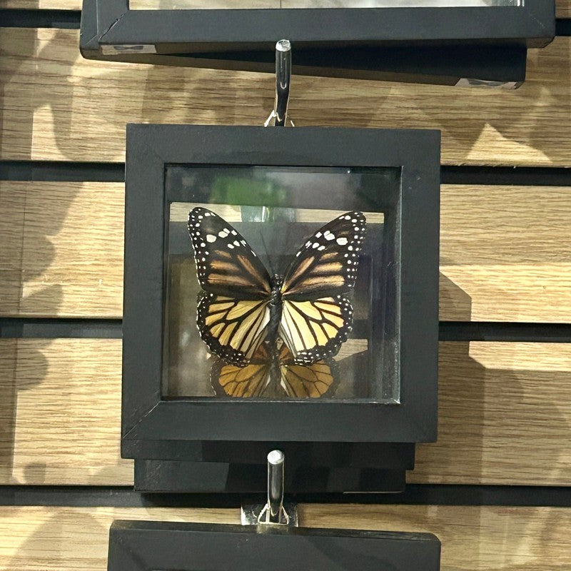 SHOW PRODUCT: Framed Danaus Plexippus "Monarch" Butterfly Specimen-Nature's Treasures