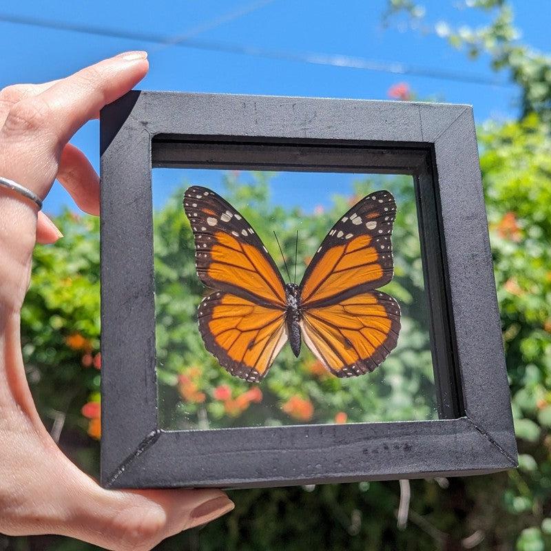 SHOW PRODUCT: Framed Danaus Plexippus "Monarch" Butterfly Specimen-Nature's Treasures