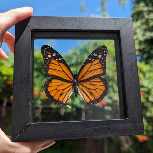 SHOW PRODUCT: Framed Danaus Plexippus "Monarch" Butterfly Specimen-Nature's Treasures