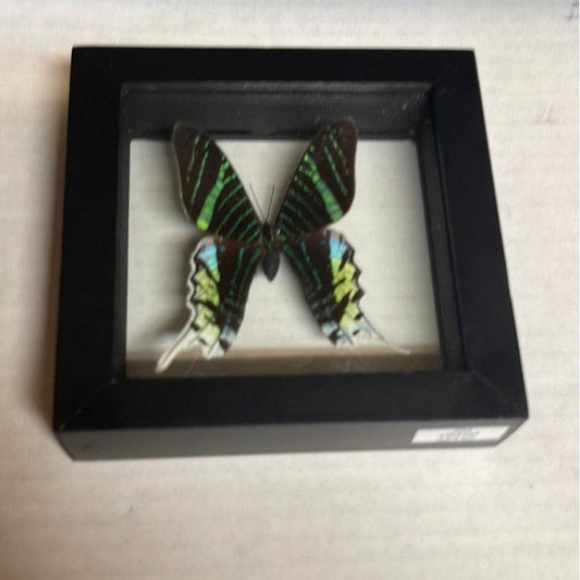 SHOW PRODUCT: Framed Green-Banded Urania Taxidermy-Nature's Treasures