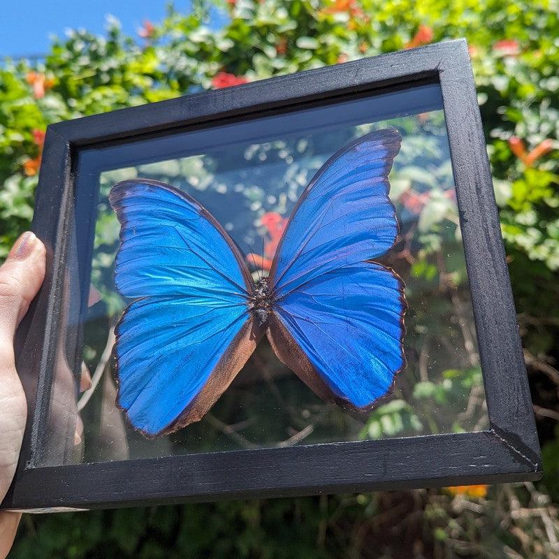 SHOW PRODUCT: Framed Morpho Didius Butterfly Specimen-Nature's Treasures