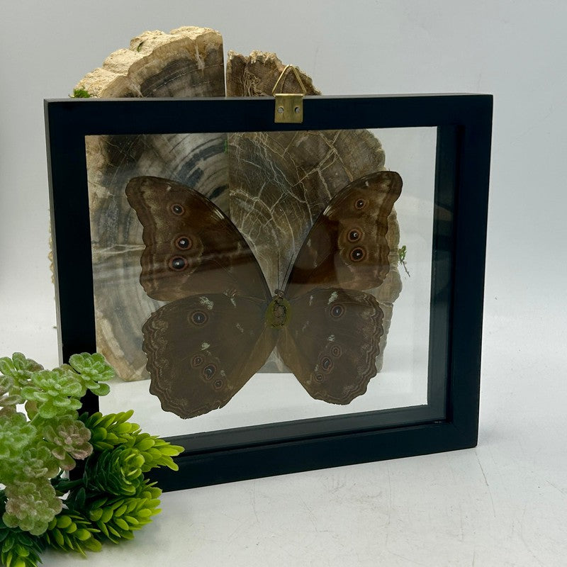 SHOW PRODUCT: Framed Morpho Didius Butterfly Specimen-Nature's Treasures