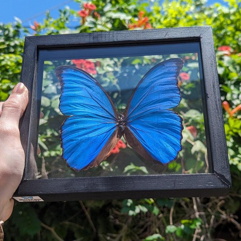 SHOW PRODUCT: Framed Morpho Didius Butterfly Specimen-Nature's Treasures