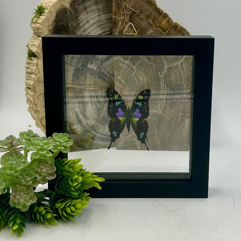 SHOW PRODUCT: Framed Papilionidae "Purple Spotted Swallowtail" Butterfly Specimen-Nature's Treasures