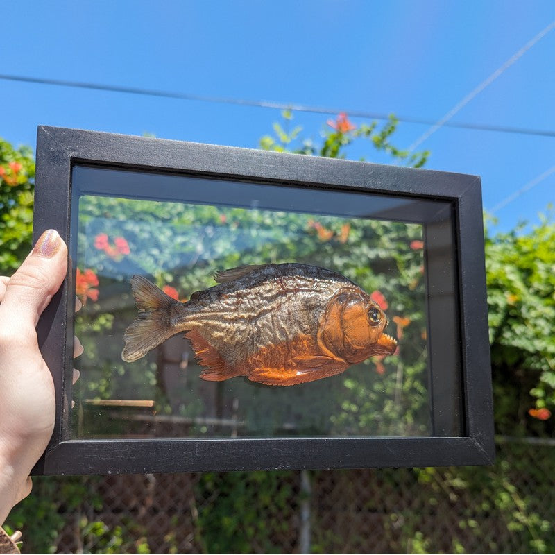 SHOW PRODUCT: Framed Red Bellied Piranha Specimen-Nature's Treasures