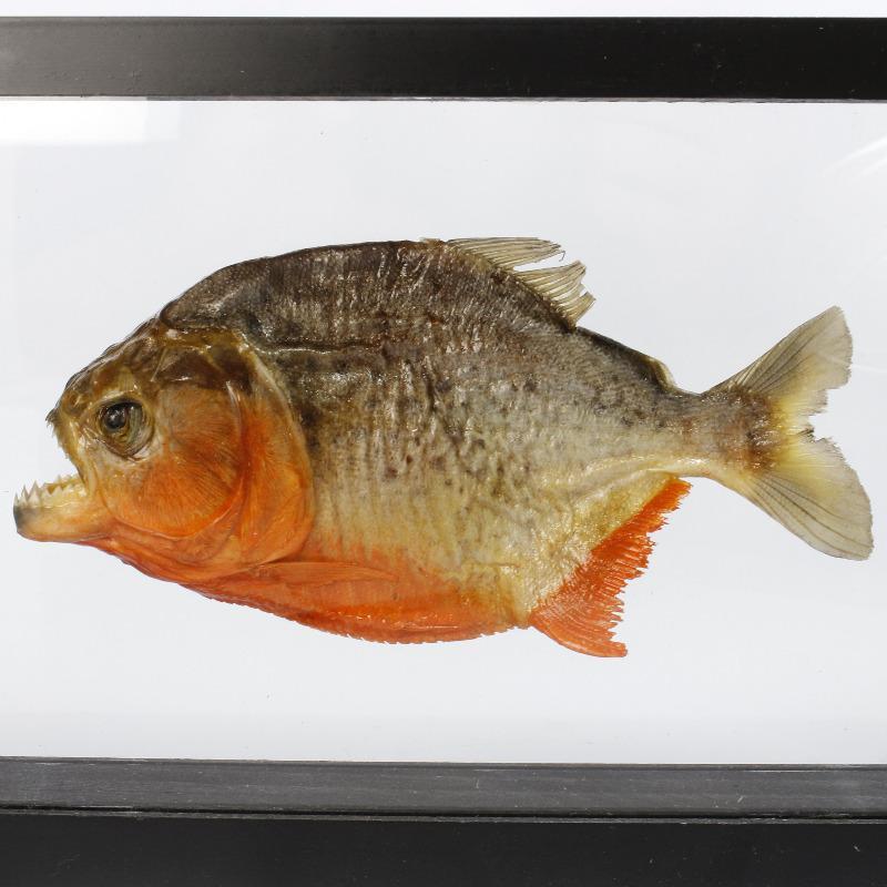 SHOW PRODUCT: Framed Red Bellied Piranha Specimen-Nature's Treasures