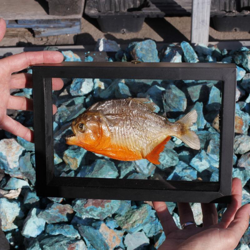 SHOW PRODUCT: Framed Red Bellied Piranha Specimen-Nature's Treasures