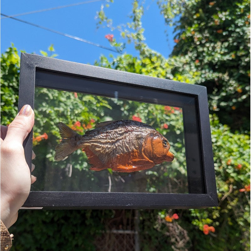 SHOW PRODUCT: Framed Red Bellied Piranha Specimen-Nature's Treasures