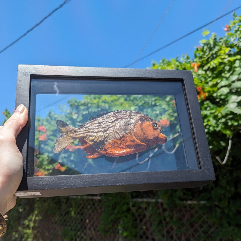 SHOW PRODUCT: Framed Red Bellied Piranha Specimen-Nature's Treasures