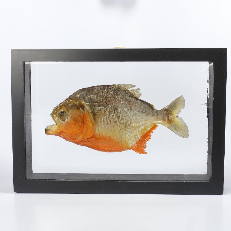 SHOW PRODUCT: Framed Red Bellied Piranha Specimen-Nature's Treasures