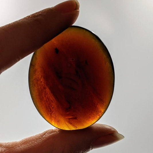 SHOW PRODUCT: Natural Amber Palm Stone-Nature's Treasures