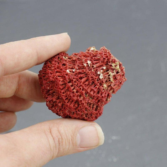 2" Fossilized Gregorian Red Coral Specimen | Karachi, Pakistan-Nature's Treasures
