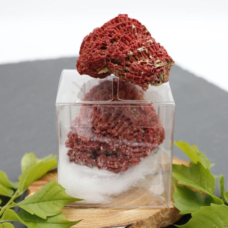 2" Fossilized Gregorian Red Coral Specimen | Karachi, Pakistan-Nature's Treasures