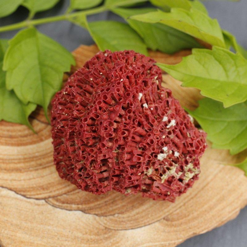 2" Fossilized Gregorian Red Coral Specimen | Karachi, Pakistan-Nature's Treasures