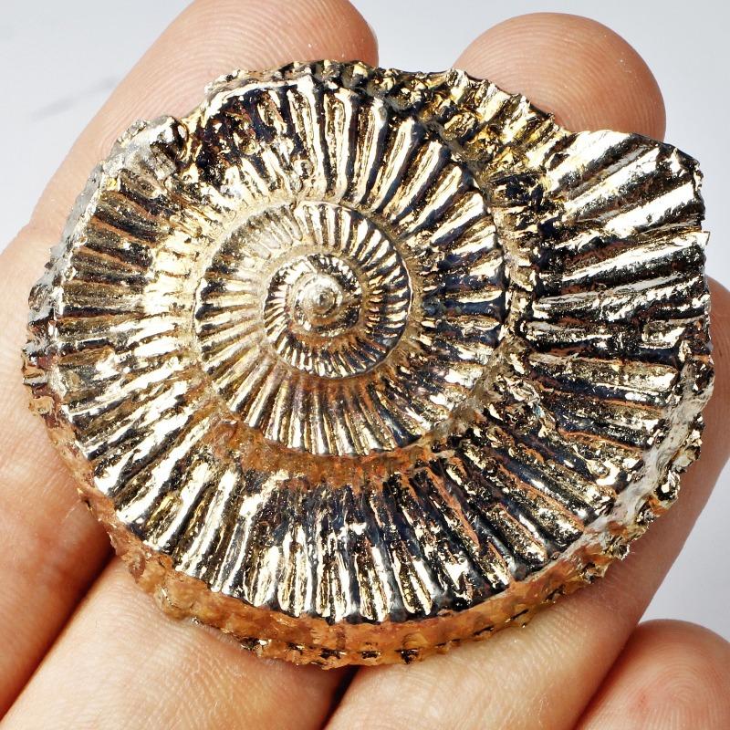 Ammonite Bismuth-Nature's Treasures