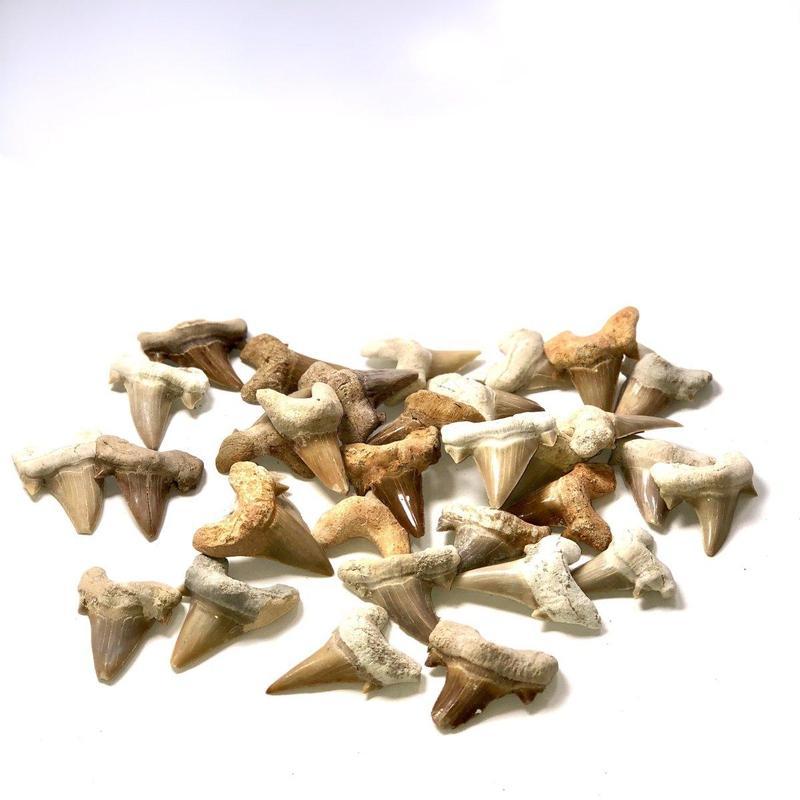 Fossilized Shark Teeth-Nature's Treasures