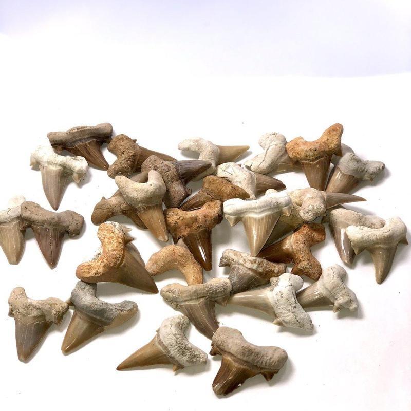 Fossilized Shark Teeth-Nature's Treasures