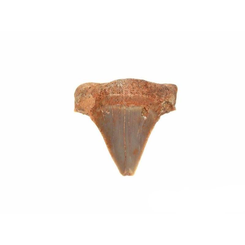 Fossilized Shark Teeth-Nature's Treasures