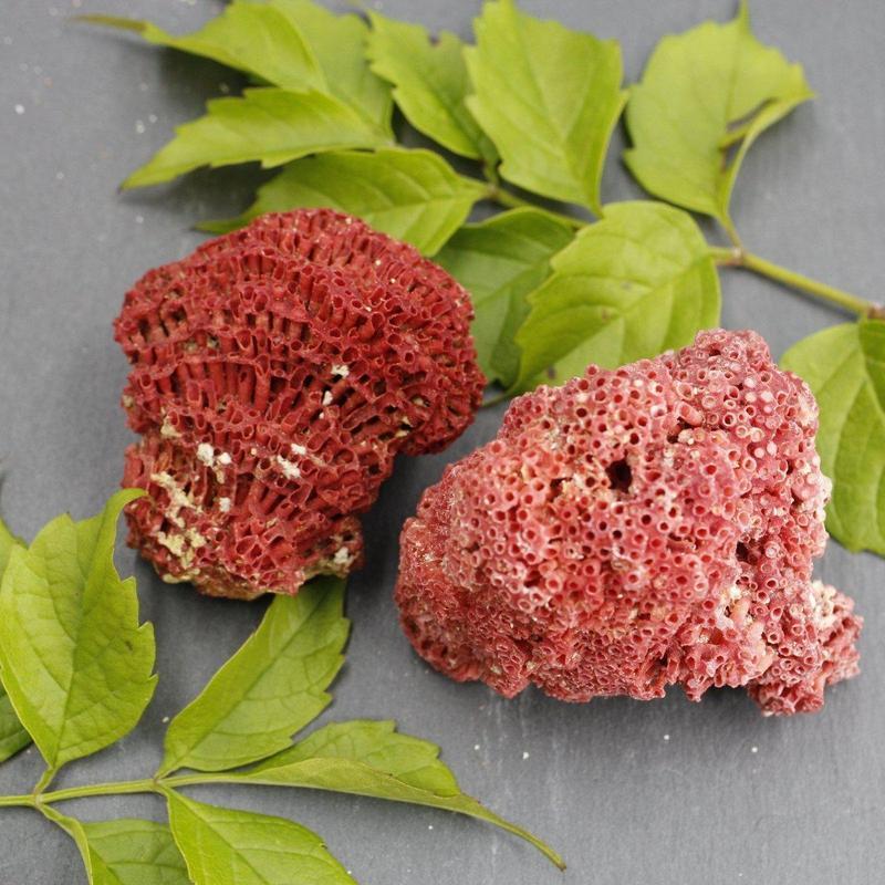 Medium 2" Fossilized Gregorian Red Coral Specimens-Nature's Treasures