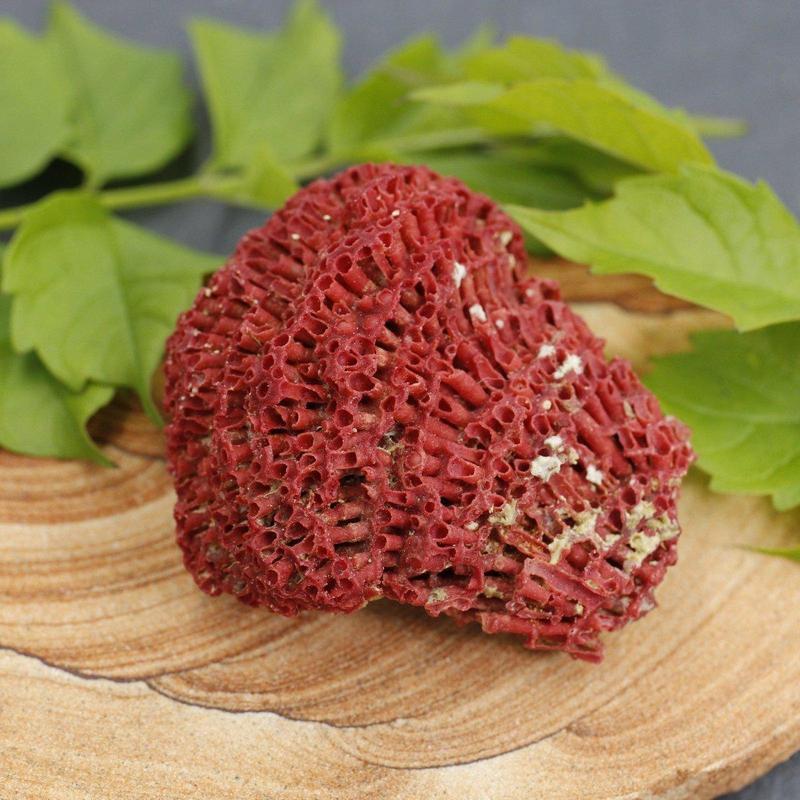 Medium 2" Fossilized Gregorian Red Coral Specimens-Nature's Treasures