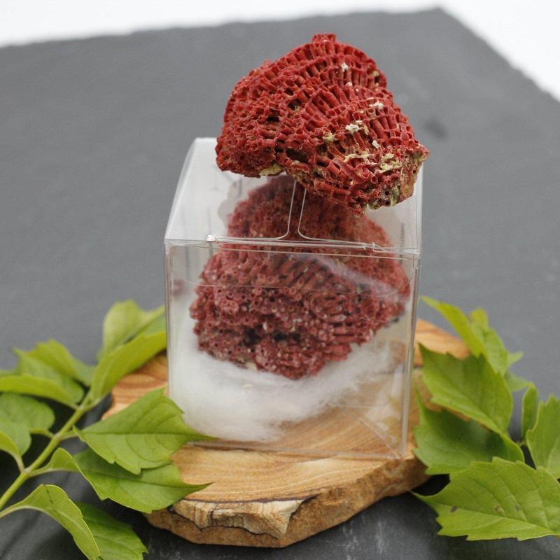 Medium 2" Fossilized Gregorian Red Coral Specimens-Nature's Treasures