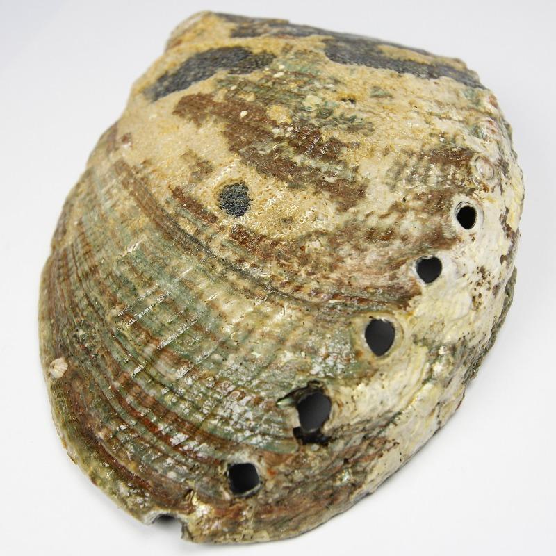 Natural Abalone Shell Bowls- Large 6" || Smudging & Home Decor-Nature's Treasures