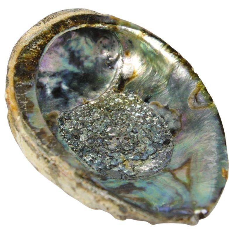 Natural Abalone Shell Bowls- Large 6" || Smudging & Home Decor-Nature's Treasures