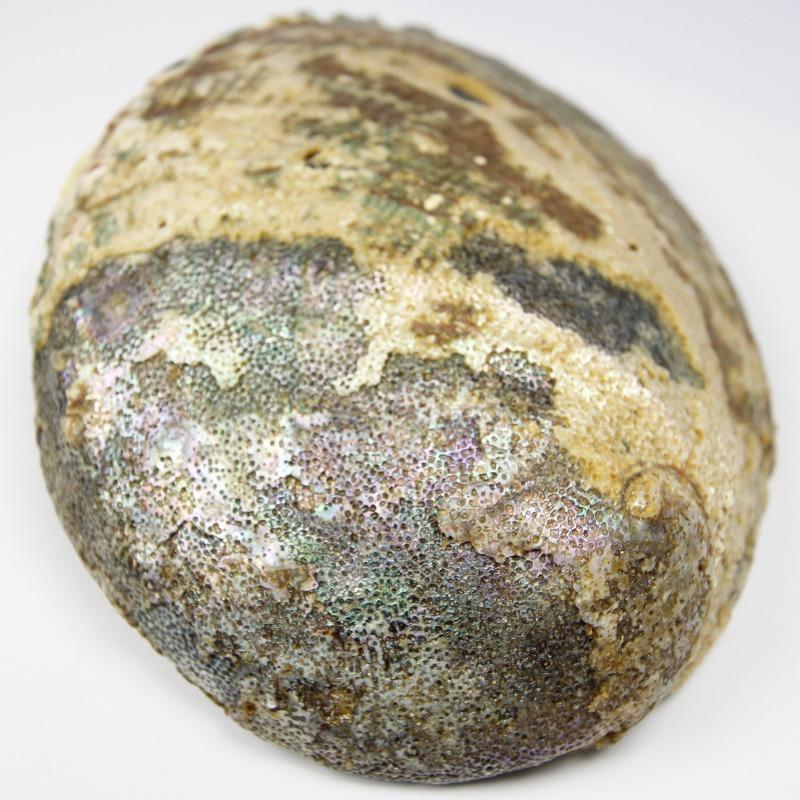 Natural Abalone Shell Bowls- Large 6" || Smudging & Home Decor-Nature's Treasures