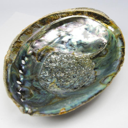Natural Abalone Shell Bowls- Large 6" || Smudging & Home Decor-Nature's Treasures