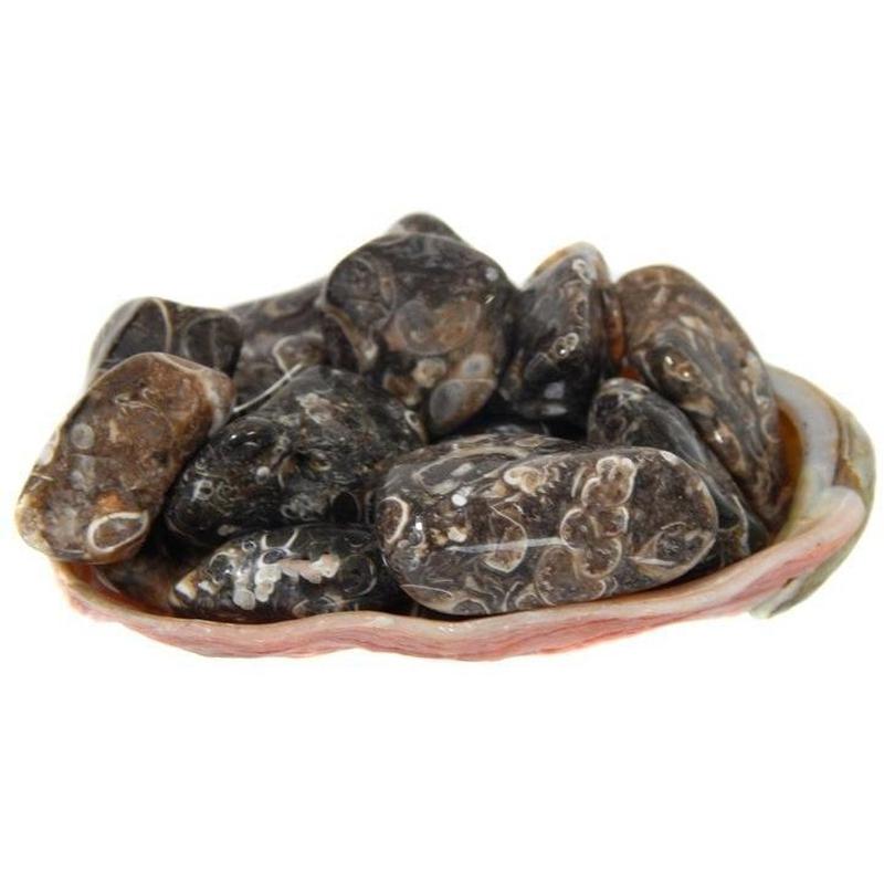 Polished Turritella Agate Tumbles || Protection & Home Connection || Wyoming, USA-Nature's Treasures