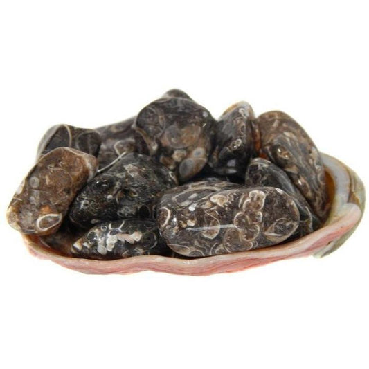 Polished Turritella Agate Tumbles || Protection & Home Connection || Wyoming, USA-Nature's Treasures