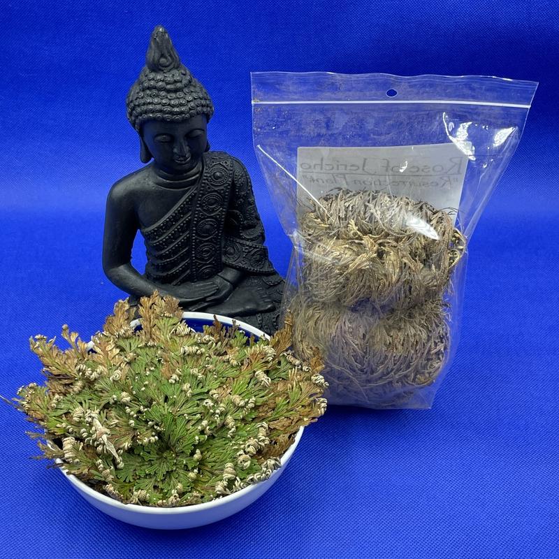Rose of Jericho Resurrections Magical Plant - Jericho Rose Flower-Nature's Treasures