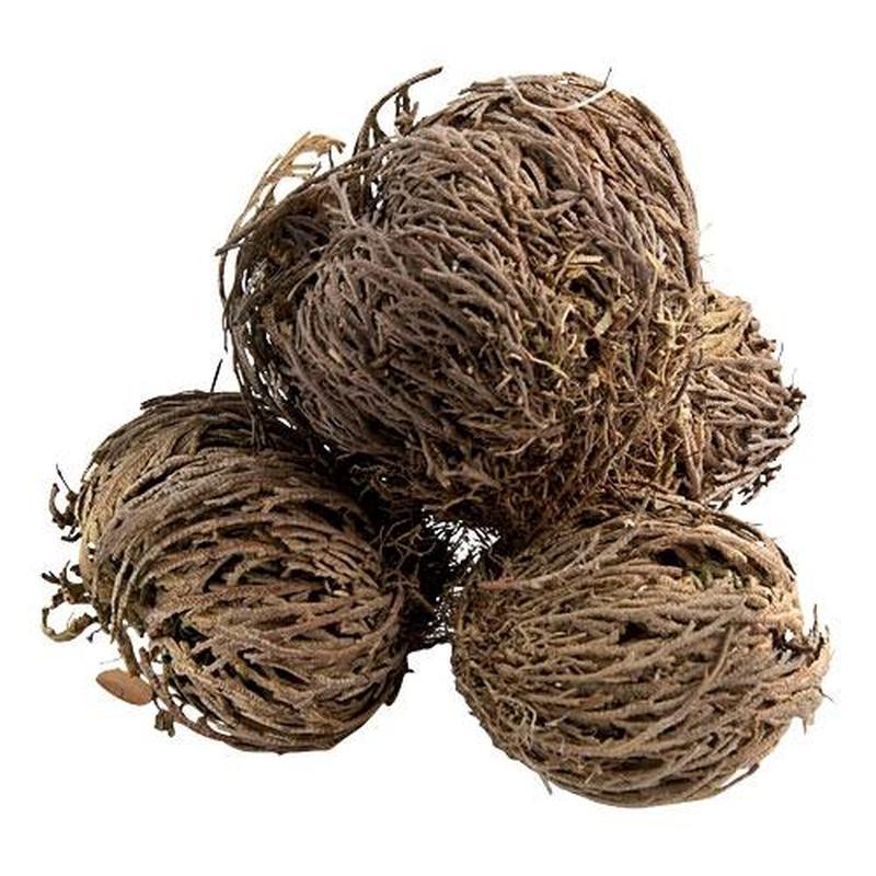 Rose of Jericho Resurrections Magical Plant - Jericho Rose Flower-Nature's Treasures