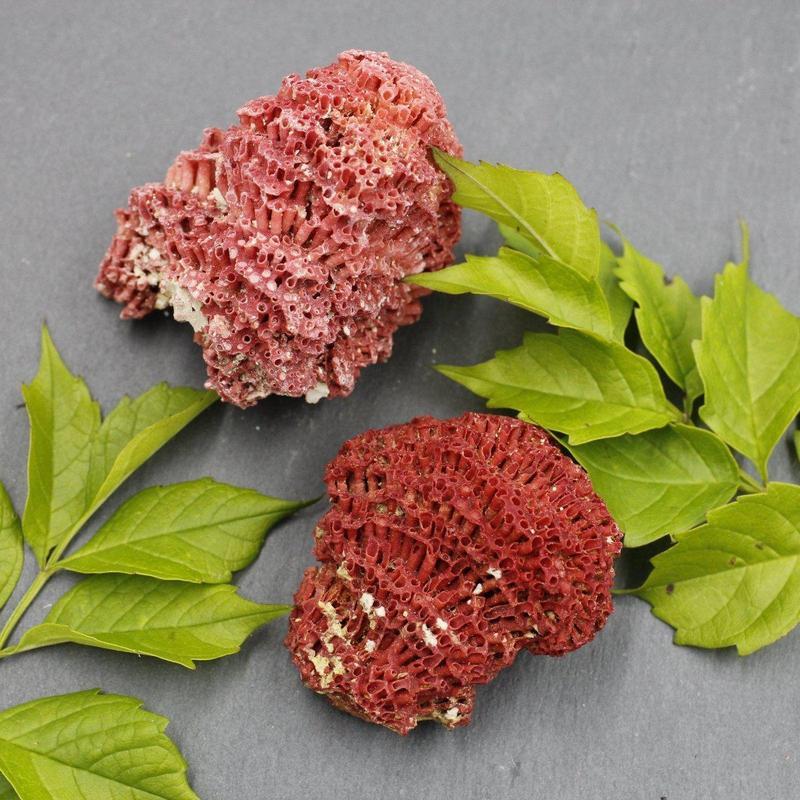 Small 1 x 2" Fossilized Gregorian Red Coral Specimens-Nature's Treasures