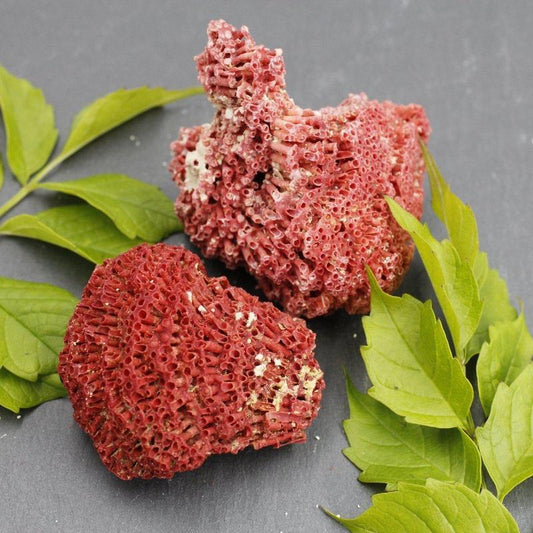 Small 1 x 2" Fossilized Gregorian Red Coral Specimens-Nature's Treasures