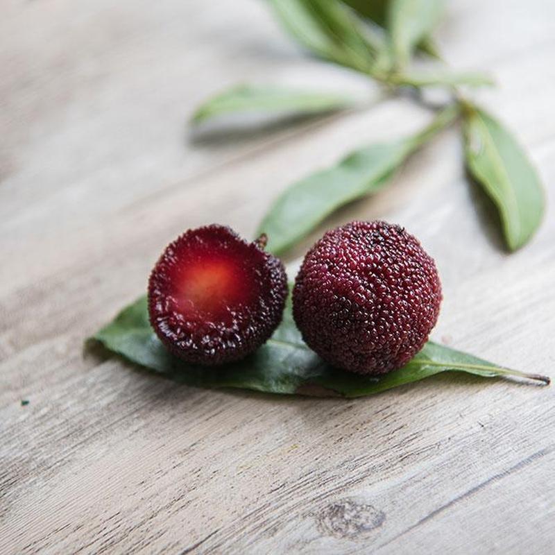 Sun's Eye "Bayberry" Oil-Nature's Treasures