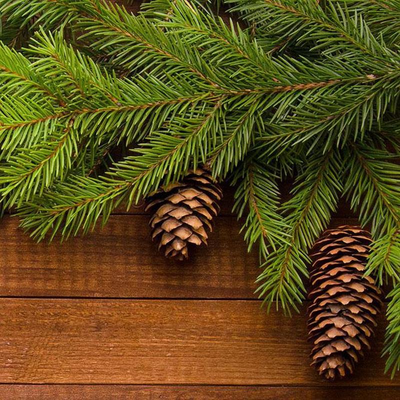 Sun's Eye "Pine" Oil-Nature's Treasures