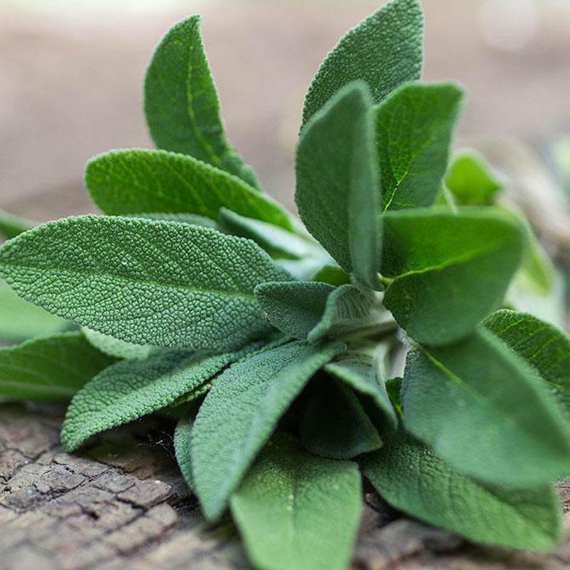 Sun's Eye "Sage" Oil-Nature's Treasures