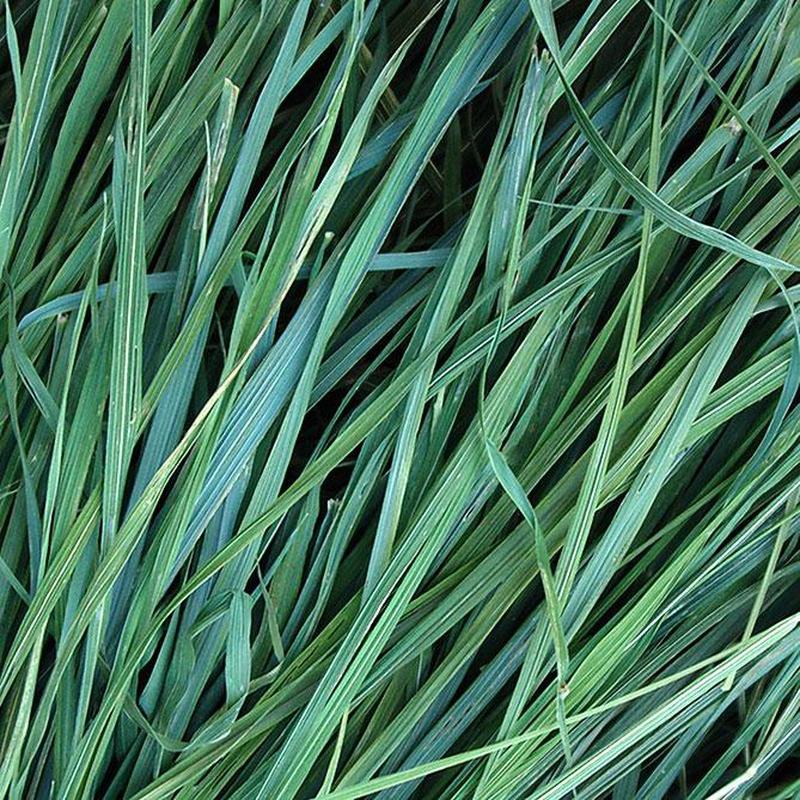 Sun's Eye "Sweetgrass" Oil-Nature's Treasures